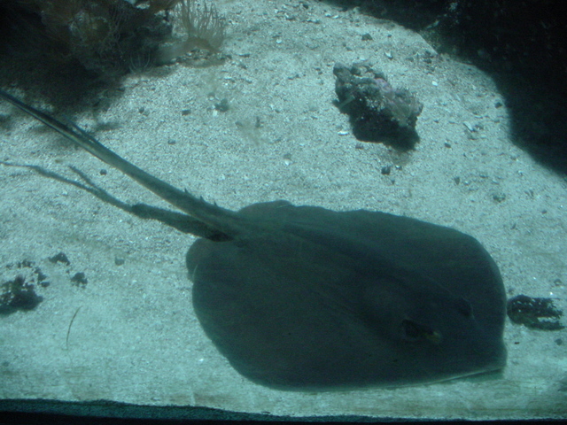 Eagle Ray
 - eagle ray; 