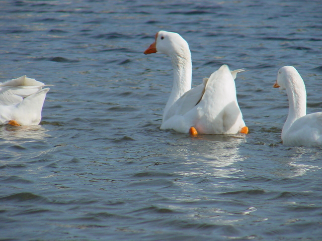 거위(Domestic Goose)
 - 거위; Anser cygnoides; Swan Goose; 