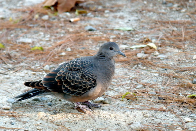멧비둘기 Streptopelia orientalis (Oriental Turtle Dove) - 멧비둘기; Streptopelia orientalis; Oriental Turtle Dove; 비둘기목; 비둘기과; 