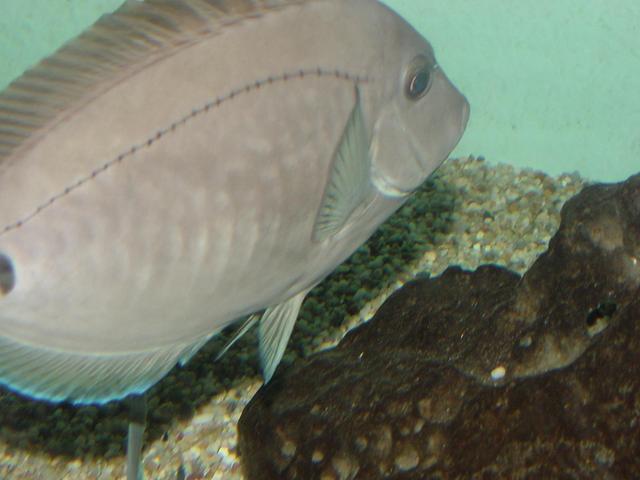 쥐돔(<i>Prionurus microlepidotus</i>, Surgeonfish)
 - Prionurus microlepidotus; 쥐돔; 