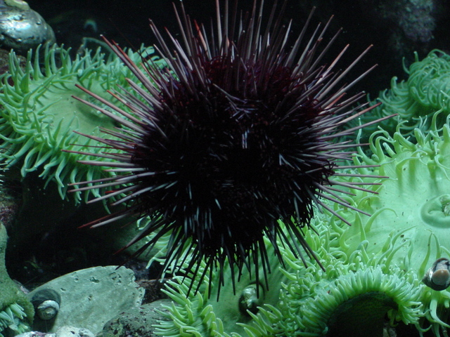 Sea Urchin
 - sea urchin; 