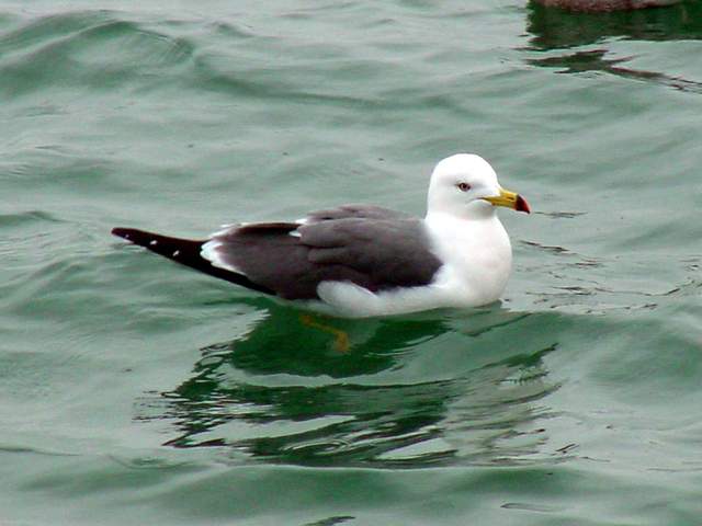 Black-tailed Gull | 괭이갈매기 (Larus crassirostris) - 괭이갈매기; Larus crassirostris; 갈매기; 
