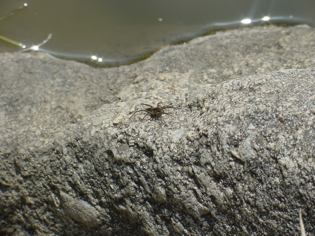 바위위의 작은 거미 한마리
 - 거미; 바위; 