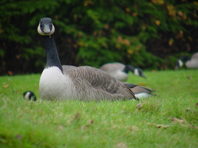 Canada Goose
 - Canada goose; Branta canadensis; 