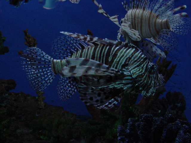 Lionfish (쏠베감펭)
 - lionfish; 