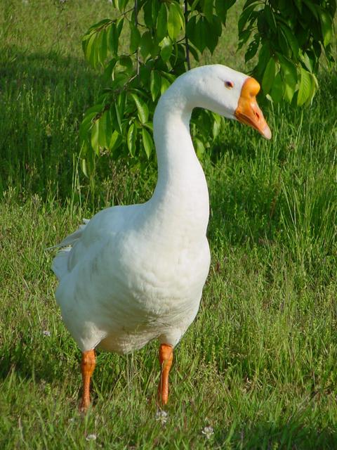 거위(Domestic Goose)
 - 거위; Anser cygnoides; Swan Goose; 