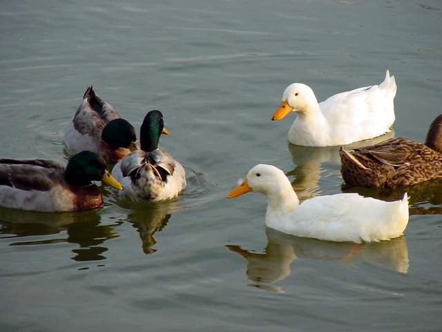Mallard and Domestic Ducks | 청둥오리와 집오리 - 연못; 오리; 풍경; 
