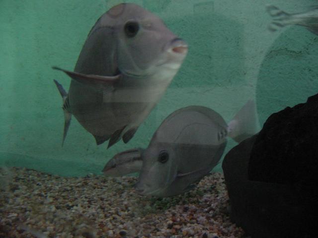 쥐돔(<i>Prionurus microlepidotus</i>, Surgeonfish)
 - 쥐돔; Prionurus microlepidotus; fish; 