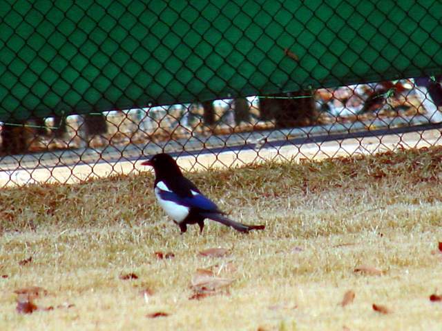 Black-billed Magpie | 까치