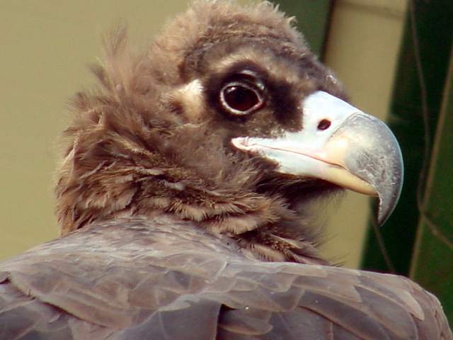 Eurasian black vulture (Cinereous vulture) | 독수리 - Aegypius monachus; 독수리; Cinereous Vulture; Aegypius monachus; 