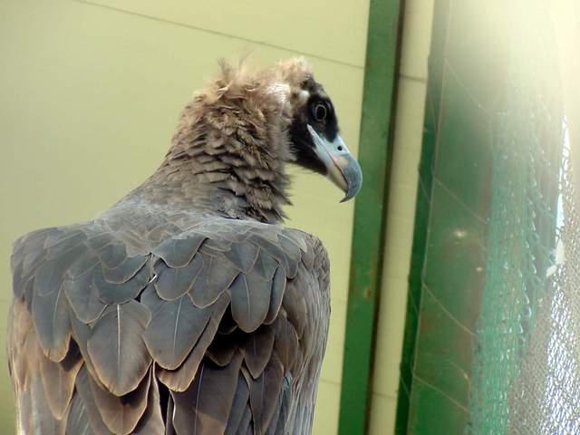 Eurasian black vulture (Cinereous vulture) | 독수리