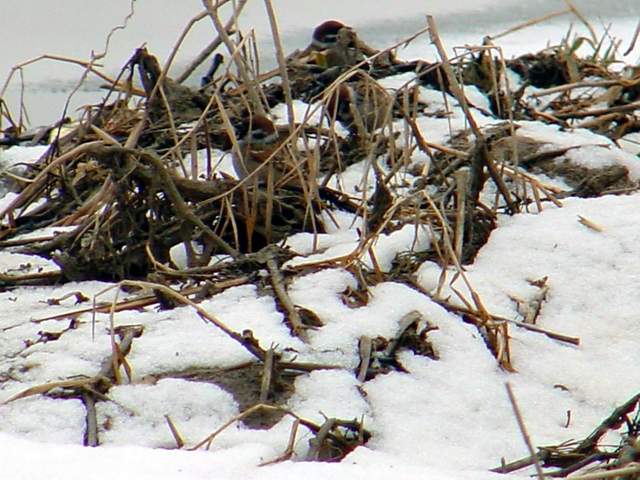 Tree Sparrows | 참새