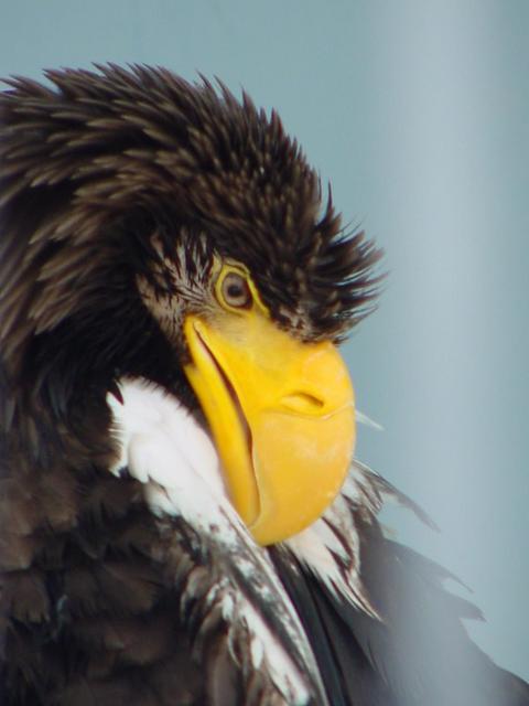 흰죽지참수리(Steller\'s sea eagle)
