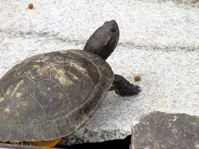 Red-eared Pond Slider | 청거북 - Red-eared Slider; 청거북; 동물; 파충류; 붉은귀거북; 