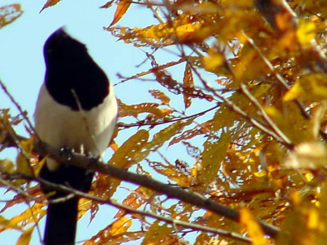 Black-billed Magpie | 까치