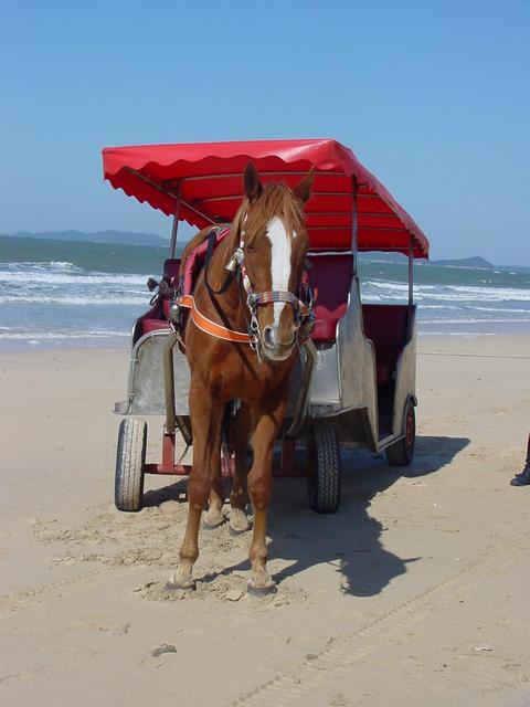 해변의 말과 마차
 - 대천해수욕장; 말; 마차; horse; 