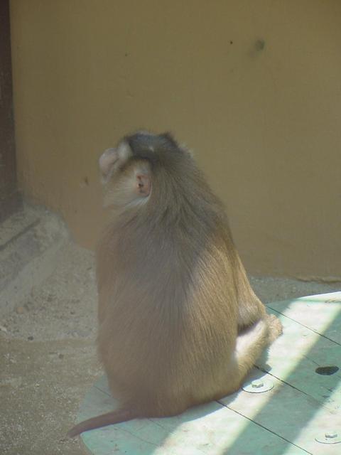 돼지꼬리원숭이(Pig-tailed Macaque)
 - 돼지꼬리원숭이; Southern Pig-tailed Macaque; Macaca nemestrina; 