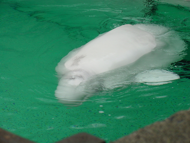 Beluga Whale
 - beluga; whale; 