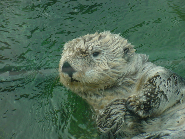 Sea Otter - Enhydra lutris; sea otter; 