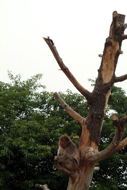 DSCF3358 - 일본원숭이; Japanese Macaque; Snow Monkey; Macaca fuscata; 
