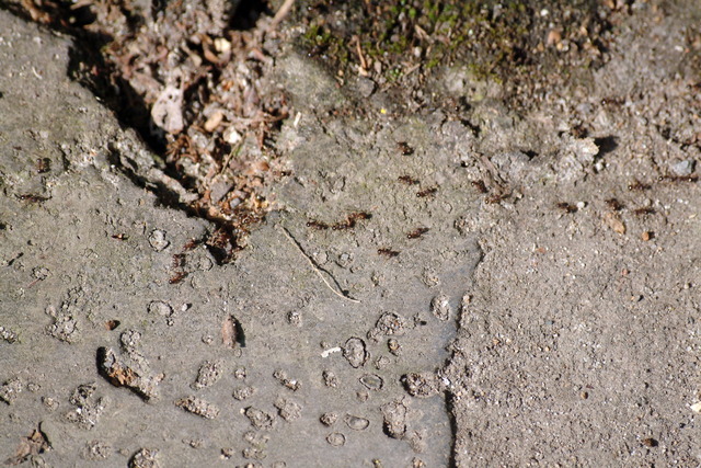 DSCF4850 - 개미; 불개미; 행렬; 