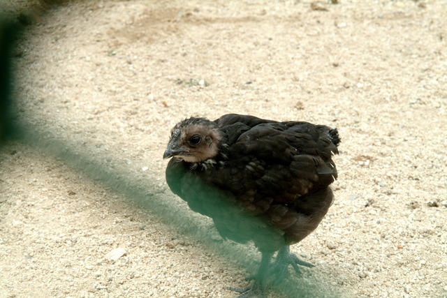 DSCF3228 - 병아리; 오골계; 닭; 