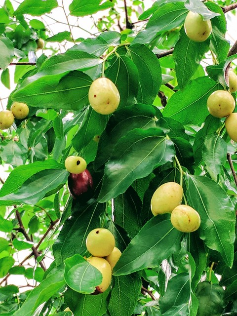 대추나무... 대추가 주렁주렁 - 대추나무; Zizyphus zizyphus; 장미목; 갈매나무과; 대추나무 열매; 대추; 