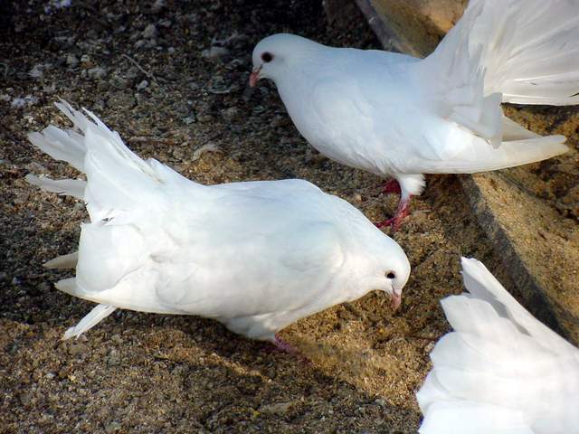 Fantail Pigeon | 부채꼬리비둘기 - 공작비둘기; Columba livia var. domestica; 