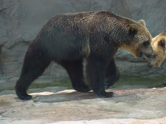 유럽불곰(European Brown Bear) - brown bear; Ursus arctos; 