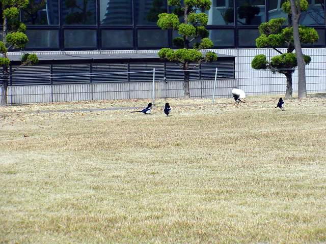 Black-billed Magpies | 까치들