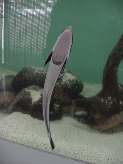 빨판상어(<i>Echeneis naucrates</i> Linnaeus), Shark sucker, Indian remora)
