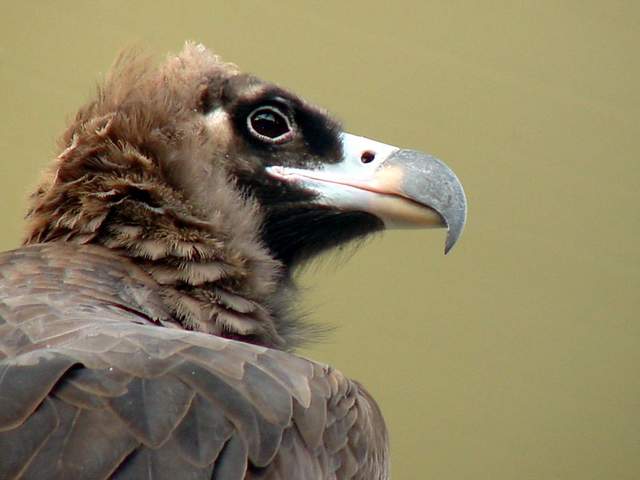 Eurasian black vulture (Cinereous vulture) | 독수리