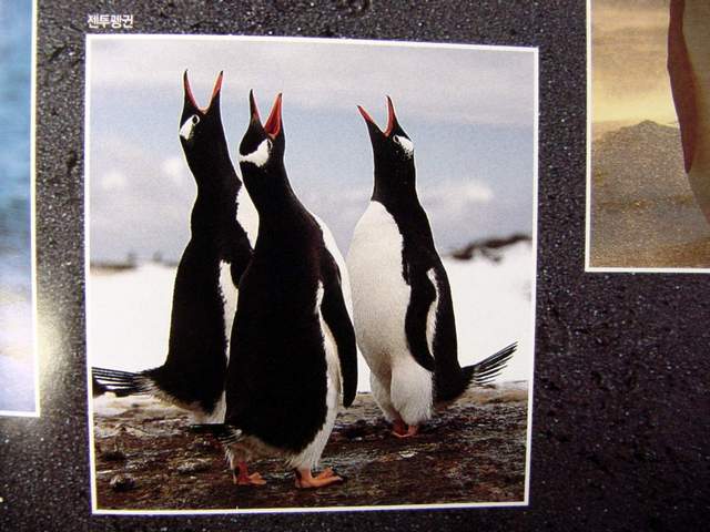 Gentoo Penguins | 젠투펭귄 - 펭귄; 