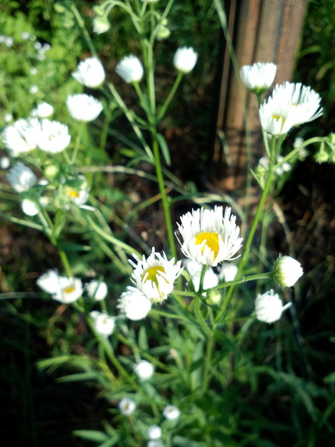 사진110616_002 - 개망초; 들국화; 꽃; 들꽃; 