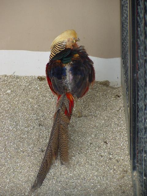금계/금닭?(Golden Pheasant)
 - 금계; 황금계; Golden Pheasant; 