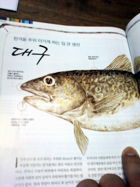 P100416020 - 대구; 물고기; 
