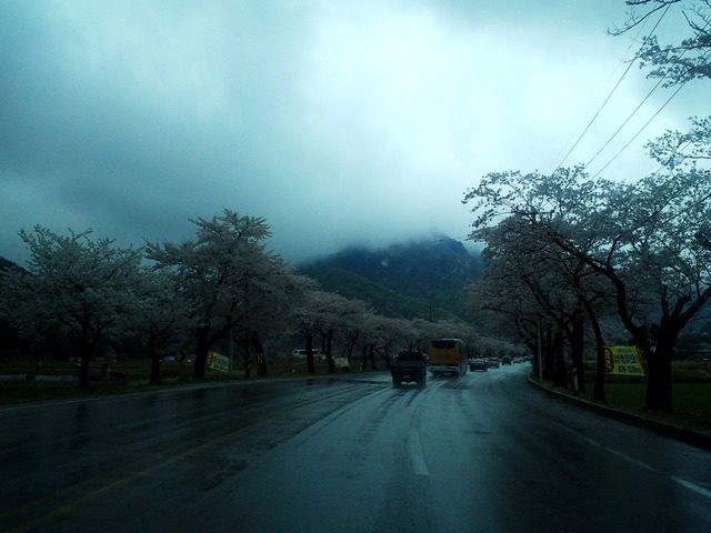 사진110422_001 - 안개; 구름; 비; 벚꽃; 도로; 계룡산; 