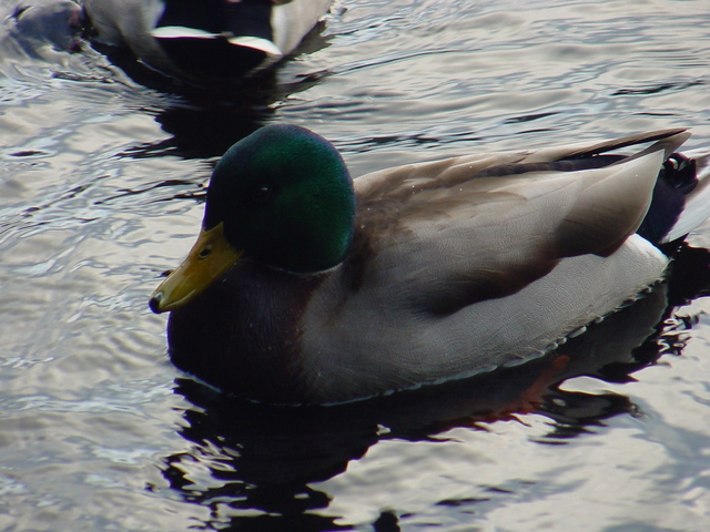 Mallard Duck
 - mallard; drake; 