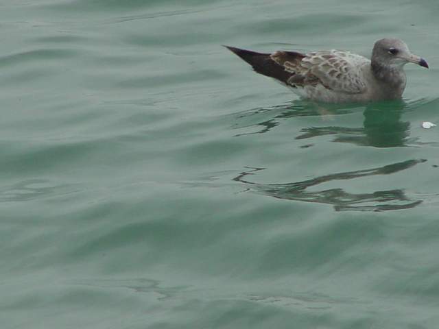 Black-tailed Gull juvenile | 괭이갈매기 유조
