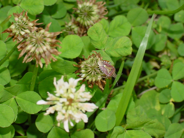 토끼풀과 노린재(방패벌레, shield bug)
 - 노린재; 알락수염노린재; 토끼풀; 