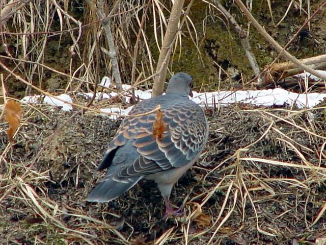 Rufous Turtle Dove | 멧비둘기 - 멧비둘기; rufous turtle dove; 