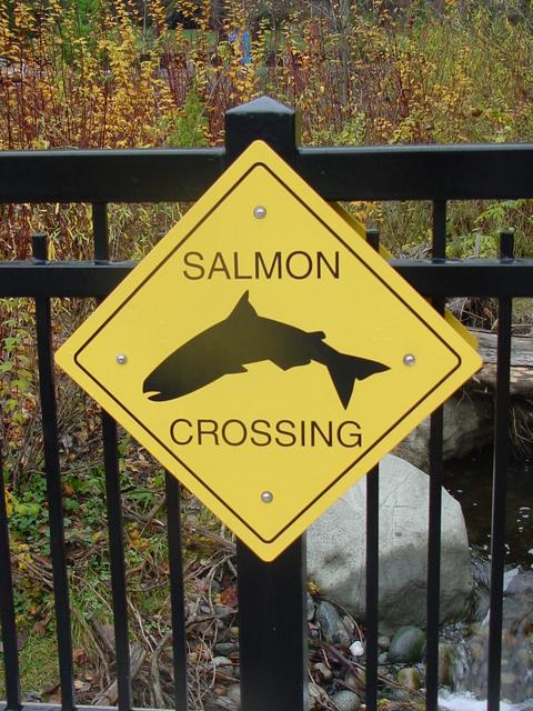 Landscape (Salmon Crossing Bridge)
 - Salmon Cross; Stanley Park; Vancouver; Salmon Crossing; 