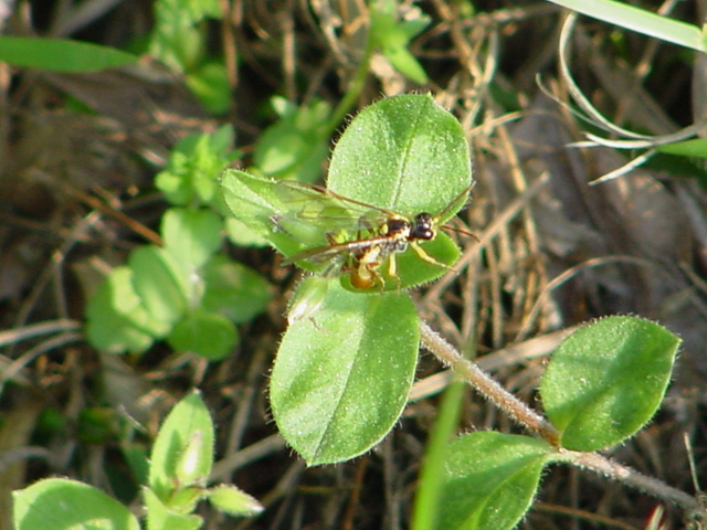 이름모를 작은 곤충(벌?)
 - 벌; 잎벌; 황호리병잎벌; Tinthredo mortivaga; 
