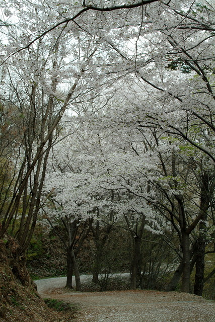 DSCF7950 - 계족산; 벚꽃; 산책로; 