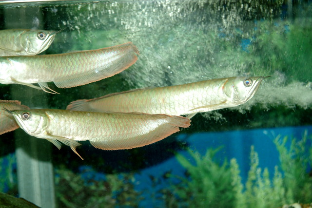 DSCF3408 - 용어; 龍魚; Silver Arowana; Osteoglossum bicirrhosum; 아로와나; 