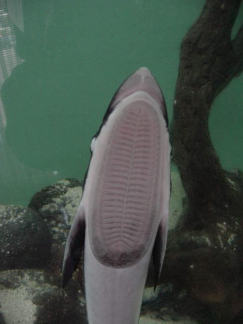 빨판상어(<i>Echeneis naucrates</i> Linnaeus), Shark sucker, Indian remora)
