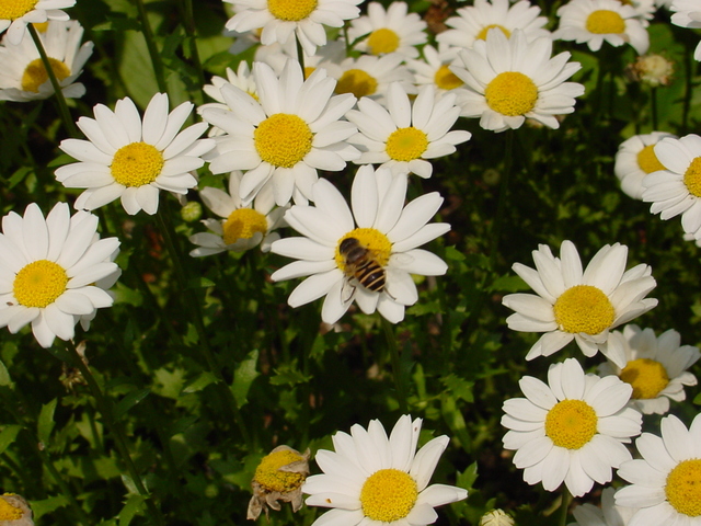꽃과 꿀벌
 - 꽃; 꽃등에; 
