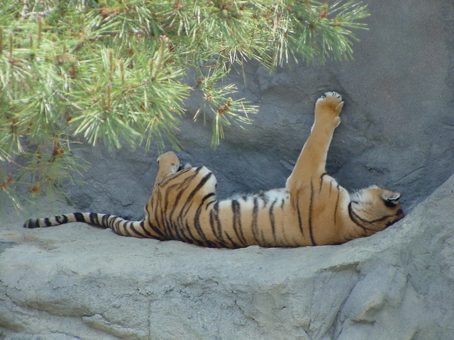 시베리아호랑이(Siberian Tiger)
 - 호랑이; 시베리아호랑이; 