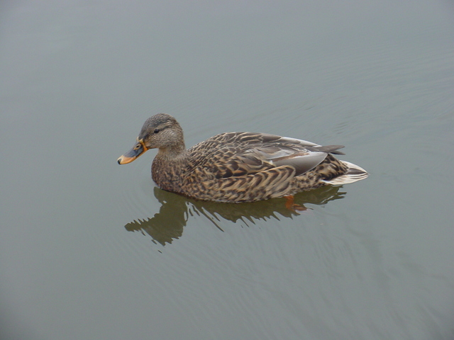 Mallard Duck
 - mallard; duck; 