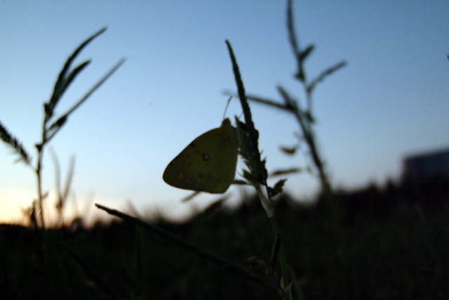 DSCF3744 - 노랑나비; Colias erate; Eastern Pale Clouded Yellow; 